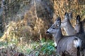 A Group of Mule Deer Royalty Free Stock Photo