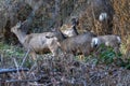 A Group of Mule Deer Royalty Free Stock Photo