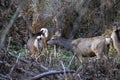 A Group of Mule Deer Royalty Free Stock Photo