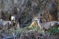 A Group of Mule Deer Royalty Free Stock Photo