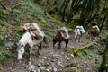 Group of mules with baskets on the back walking by trail in the forest