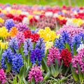 Group multicolored blooming hyacinths. Spring landscape Royalty Free Stock Photo
