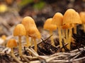 Group of mushroom Royalty Free Stock Photo