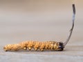 Group of mushroom cordyceps or Ophiocordyceps sinensis this is a herbs on wooden table. Medicinal properties in the treatment of d Royalty Free Stock Photo