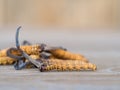 Group of mushroom cordyceps or Ophiocordyceps sinensis this is a herbs on wooden table. Medicinal properties in the treatment of d Royalty Free Stock Photo
