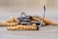 Group of mushroom cordyceps or Ophiocordyceps sinensis this is a herbs on wooden table. Medicinal properties in the treatment of d Royalty Free Stock Photo