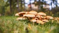 A group of mushroom in the park Royalty Free Stock Photo