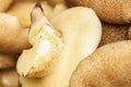 group of peeled mushroom suillus close-up