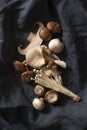 Group of Mushroom Varieties