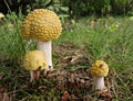 Group of mushrooms (amanita)