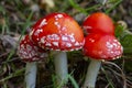 A group of Mushrooms Amanita muscaria, a red young mushroom grows in the forest in autumn. Poisonous hallucinogenic