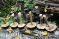 The group of mushrooms birch bolete is laid out in one row on the trunk of a fallen birch Royalty Free Stock Photo