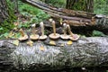 The group of mushrooms birch bolete is laid out in one row on the trunk of a fallen birch Royalty Free Stock Photo