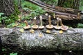 The group of mushrooms birch bolete is laid out in one row on the trunk of a fallen birch Royalty Free Stock Photo