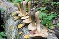 The group of mushrooms birch bolete is laid out in one row on the trunk of a fallen birch Royalty Free Stock Photo