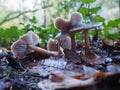 A group of mushrooms on brown chestnut leaves Royalty Free Stock Photo