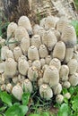 Group of mushrooms coprinus strossmayeri Royalty Free Stock Photo