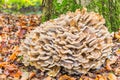 Group mushrooms with fall leaves