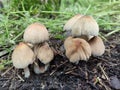 Group of mushrooms of the family Coprinellus species