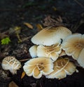 Group of mushrooms