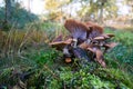 Group of mushrooms