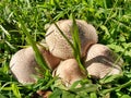 Group Of Mushrooms In Grass