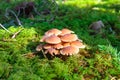 Group of mushrooms in green moss on a Sunny day Royalty Free Stock Photo