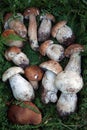Group of mushrooms Royalty Free Stock Photo