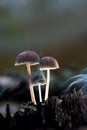 A group of mushrooms grow on a tree stump in the fog. Royalty Free Stock Photo
