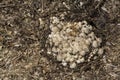 Small mushroom colony Royalty Free Stock Photo