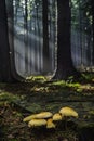 Group of mushrooms growing