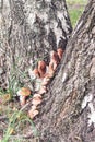 Group of mushrooms Kuehneromyces mutabilis on a tree stump in the forest Royalty Free Stock Photo