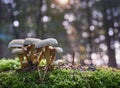 Group of mushrooms on light green moss against a blurred background with the bokeh of the radiant sun through the gore of trees Royalty Free Stock Photo