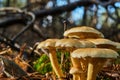 Group of mushrooms on light green moss against a blurred background with the bokeh of the radiant sun through the gore of trees Royalty Free Stock Photo