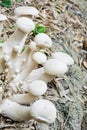 Group of Mushrooms in naturally