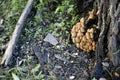 A group of mushrooms near the tree is the shimmering Dung Coprinellus micaceus