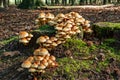 Group of mushrooms on an old tree stump Royalty Free Stock Photo