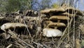 Group of mushrooms on the rotting stump