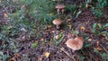 Group of mushrooms similar to fly agaric, but brown Amanita rubescens also known as blusher