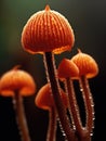 Group of mushrooms, with some growing on top of others. There are several mushrooms in scene, and they appear to be