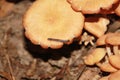 Mushroom with a little visitor onboard