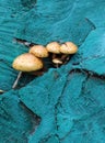 A group of mushrooms sprouted on a blue-colored stump . Royalty Free Stock Photo