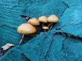 A group of mushrooms sprouted on a blue-colored stump . Royalty Free Stock Photo