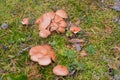 Group of mushrooms Suillus bovinus