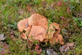 Group of mushrooms Suillus bovinus