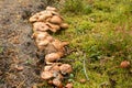 Group of mushrooms Suillus bovinus