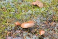 Group of mushrooms Suillus bovinus