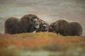Group of musk ox huddle together Royalty Free Stock Photo