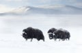 Group of Musk Oxen in Dovrefjell mountains in winter Royalty Free Stock Photo