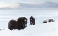 Group of Musk Oxen in Dovrefjell mountains in winter Royalty Free Stock Photo